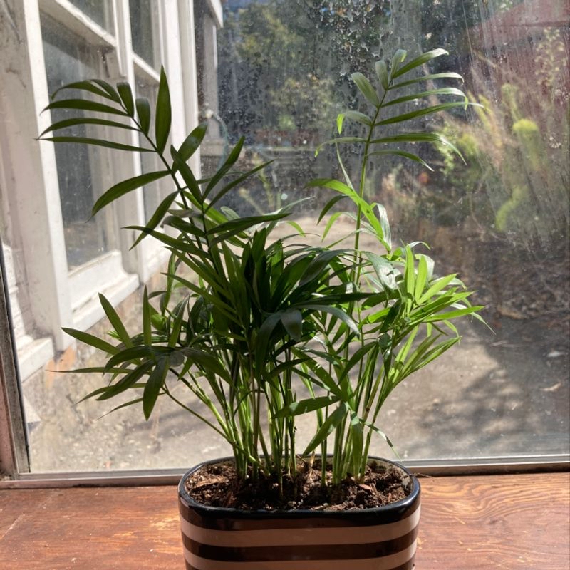 Healthy parlour palm with green feathery fronds in ceramic pot on windowsill.