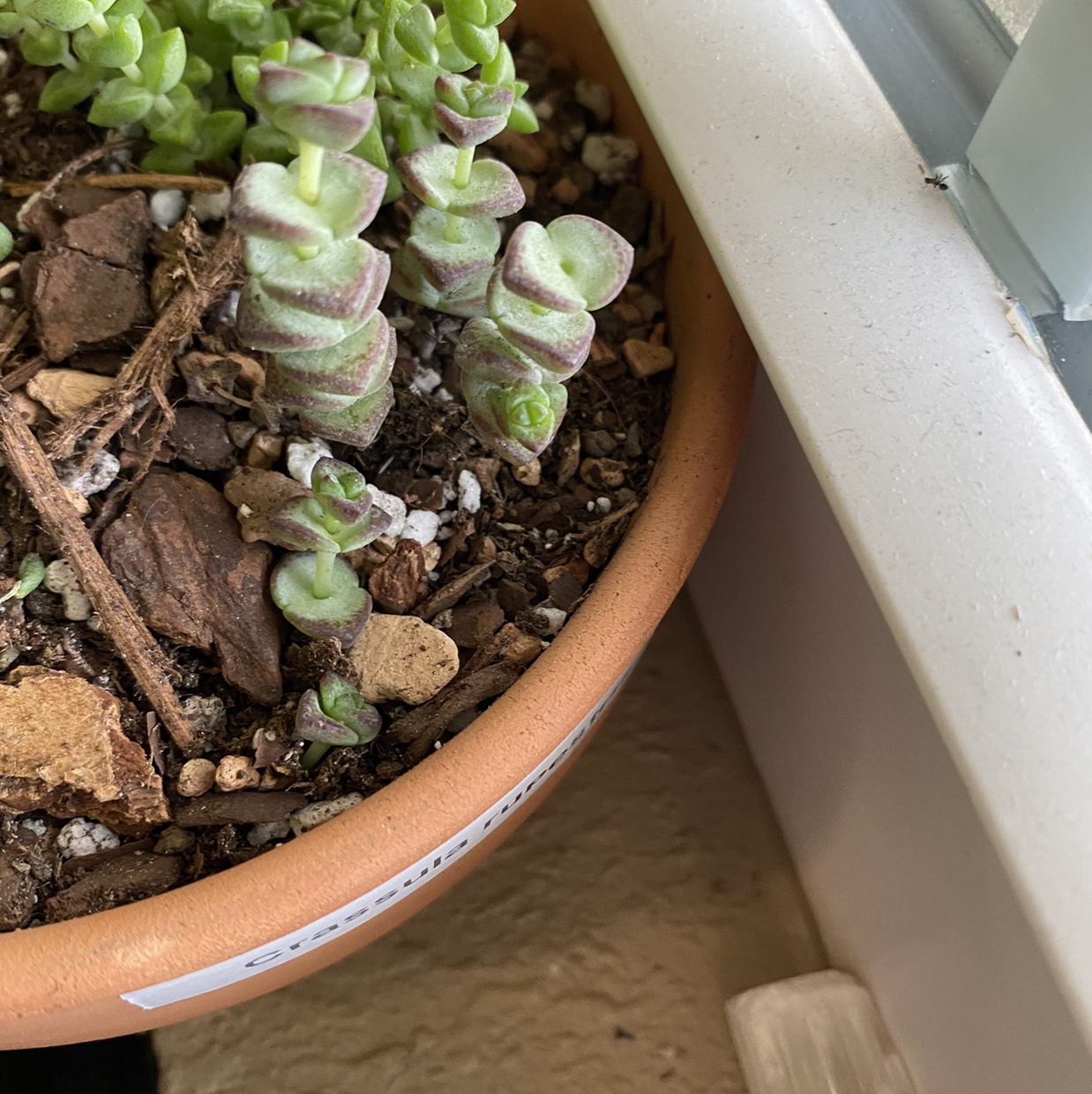 Close-up of healthy String of Buttons succulent with round green leaves trailing from a terracotta pot.