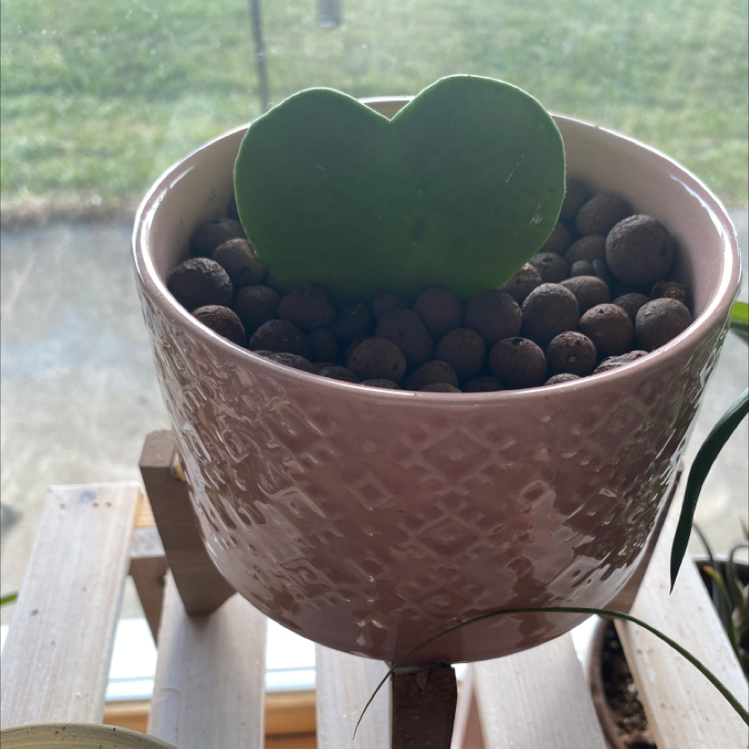 Sweetheart Hoya plant in a pink pot with a single heart-shaped leaf.