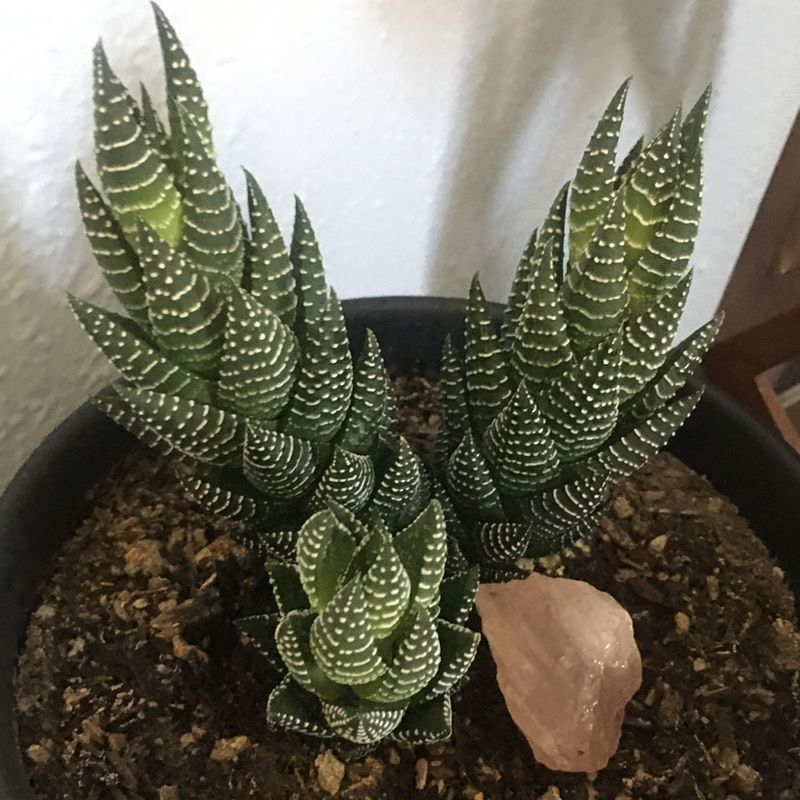 Healthy Zebra Plant in black pot with white gravel and quartz crystal.