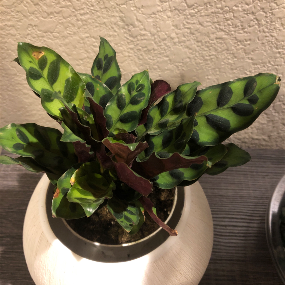 Rattlesnake Plant (Calathea lancifolia) in a pot with characteristic patterned leaves.