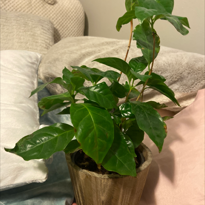 Close-up of a healthy Arabian coffee plant with glossy, dark green leaves in a wooden pot on a grey surface.