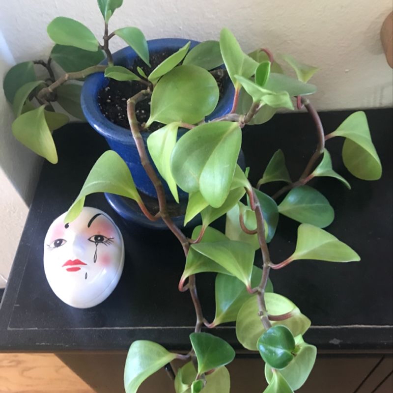 A healthy baby rubber plant with glossy green leaves in a blue ceramic pot, next to a decorative ceramic face sculpture.