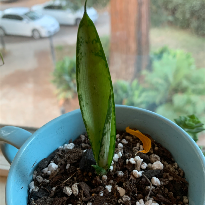 Photo of the plant species Car Palm by Mary named Baby Snake on Greg, the plant care app