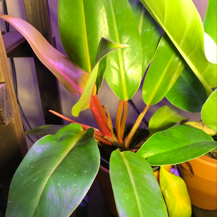 Healthy Blushing Philodendron with large, glossy leaves featuring vibrant green and orange coloration, free of pests or damage.