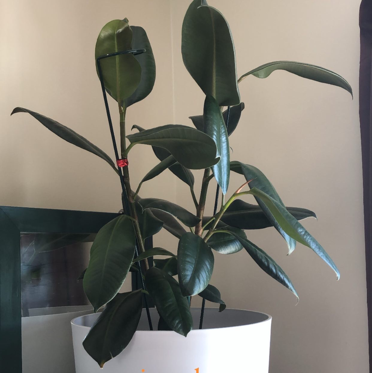 benefits of a rubber plant