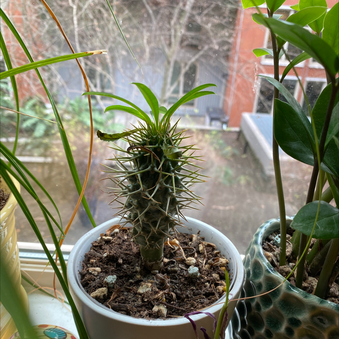 Madagascar Palm (Pachypodium lamerei) in a pot on a windowsill, with visible soil and no signs of disease.
