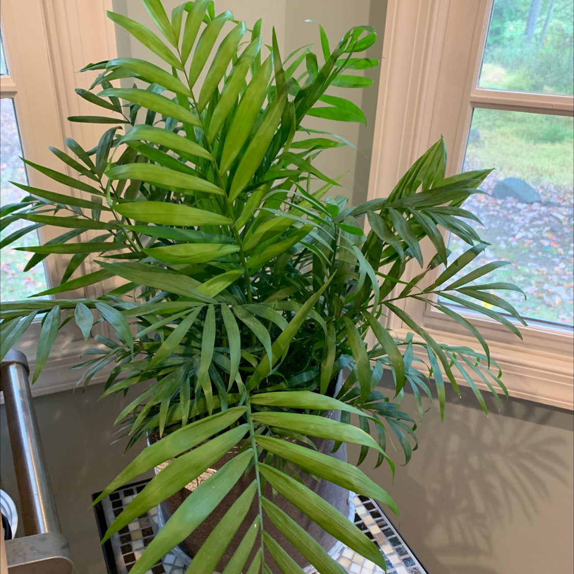Healthy, lush parlour palm with long green fronds, situated indoors near a window.