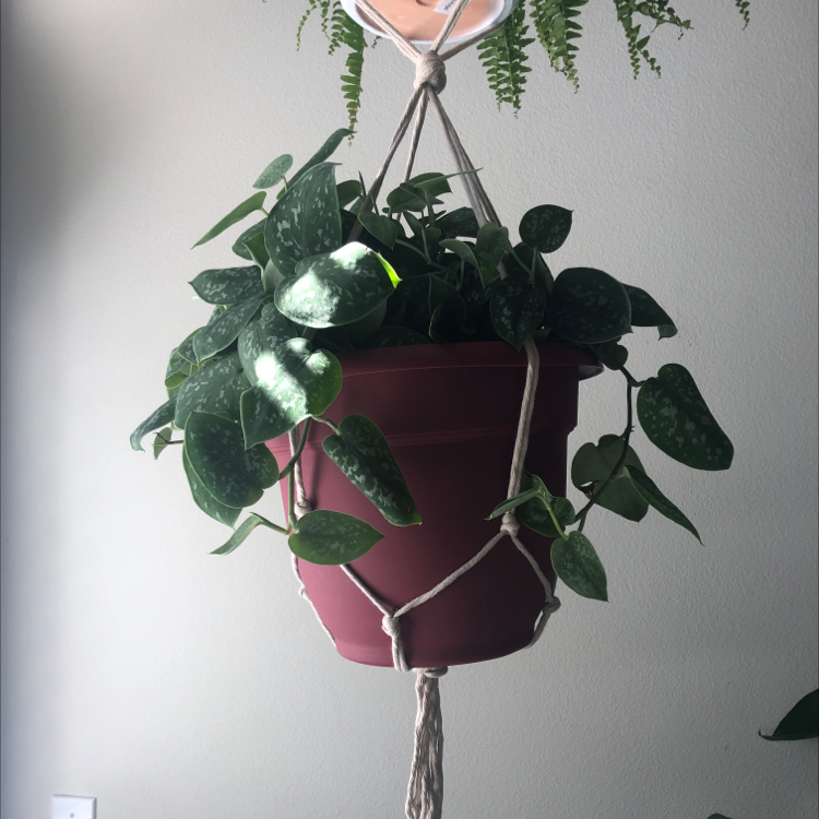 Healthy, lush waxplant with glossy green and variegated leaves hanging in a pink pot, well-framed against a gray background.