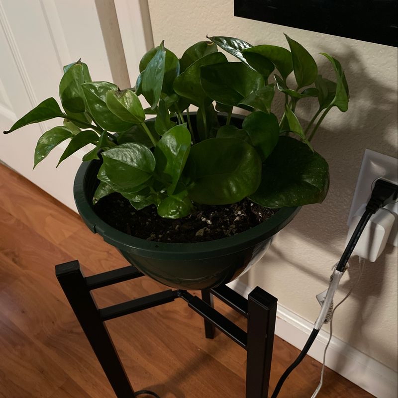 A healthy, thriving pothos plant with lush green leaves in a dark green pot on a wooden stand.