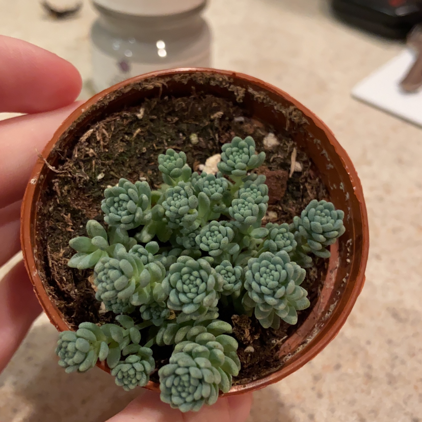 Close-up of healthy Burro's Tail succulent plant in terracotta pot held in hand, showing dense blue-green leaves.
