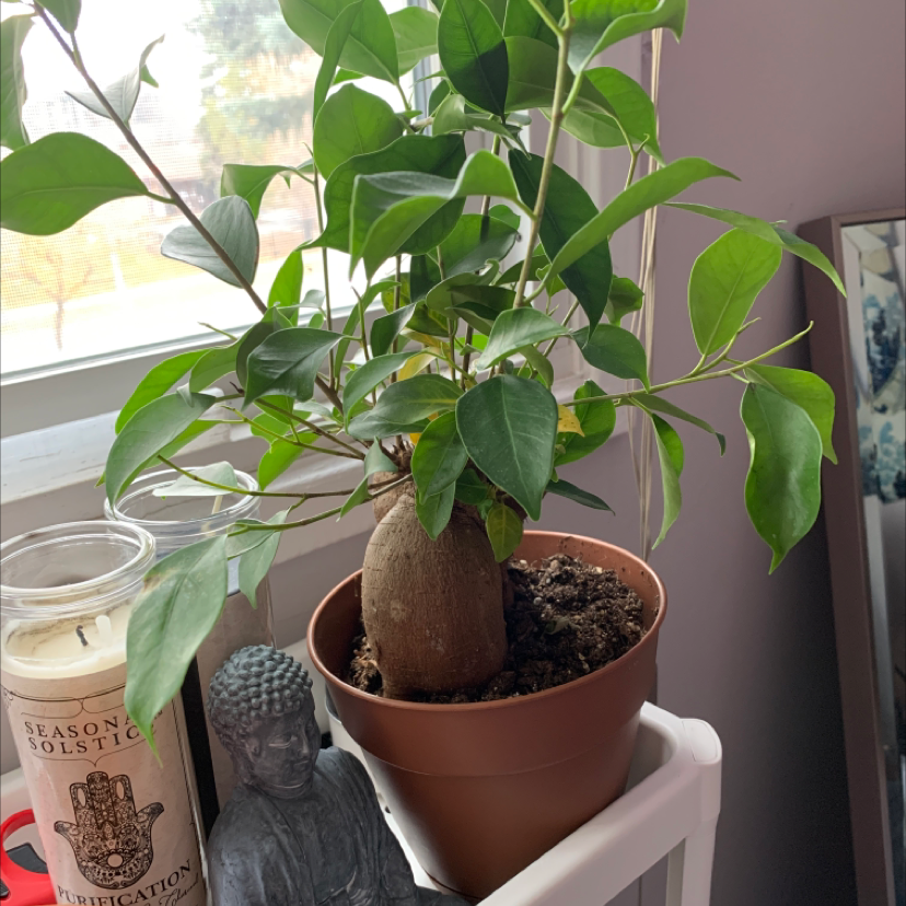 Healthy Ficus Ginseng bonsai tree with thick trunk and vibrant green leaves in a brown ceramic pot on a windowsill.