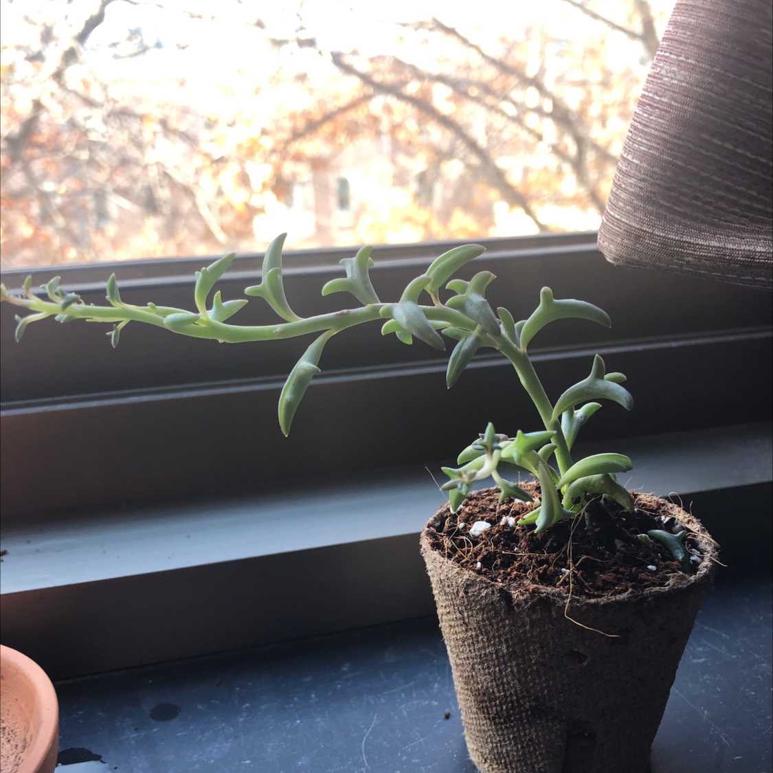 String of Dolphins plant in a small pot on a windowsill with trees visible outside.