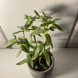 Crassula pellucida plant