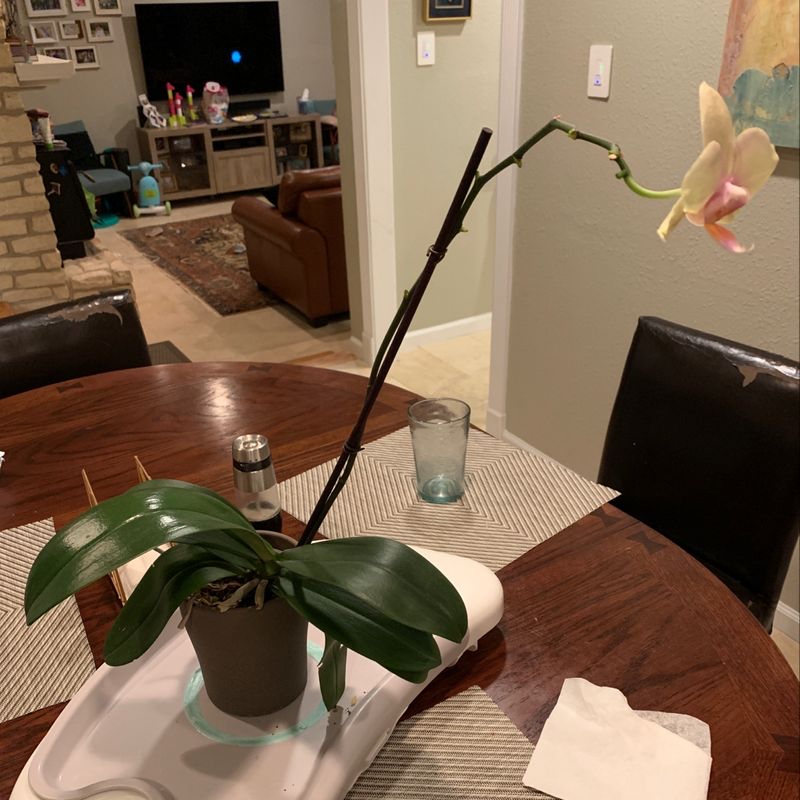 Phalaenopsis Orchid on a dining table with a single bloom and healthy green leaves.