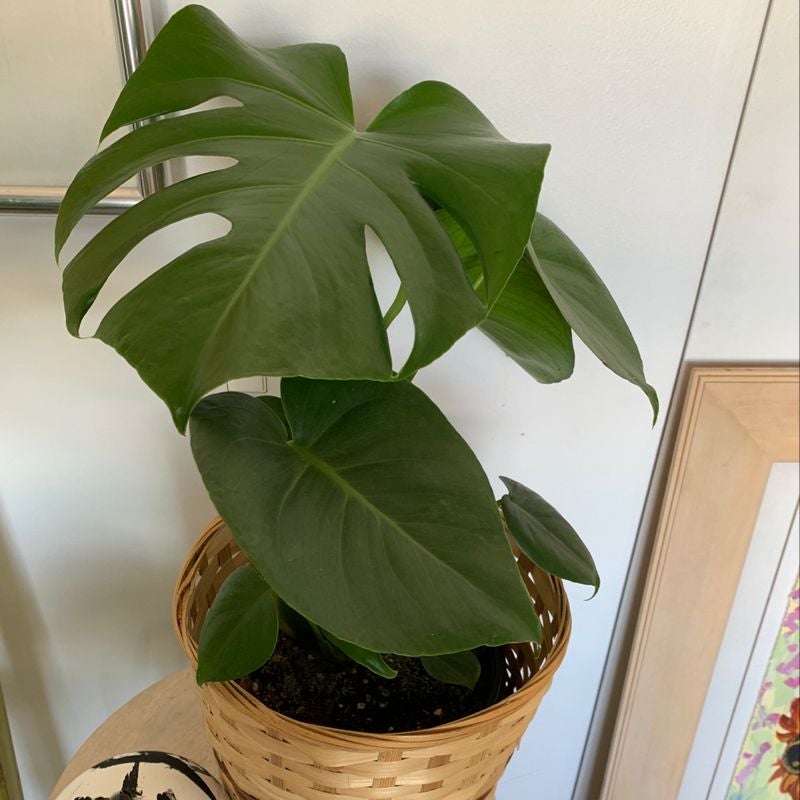 Healthy potted Monstera plant with large, shiny, dark green fenestrated leaves, no signs of disease or discoloration.