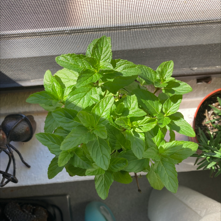 Healthy peppermint plant with vibrant green leaves in a well-lit area.