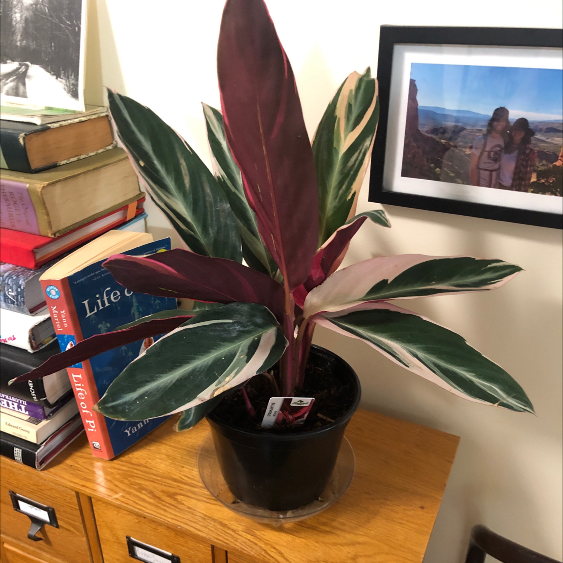 Never Never Plant in a black pot with variegated leaves on a wooden surface.