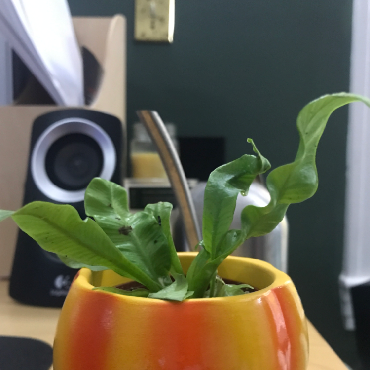 Healthy Bird's Nest Fern with vibrant green curled leaves in an orange ceramic pot, no signs of discoloration or disease.