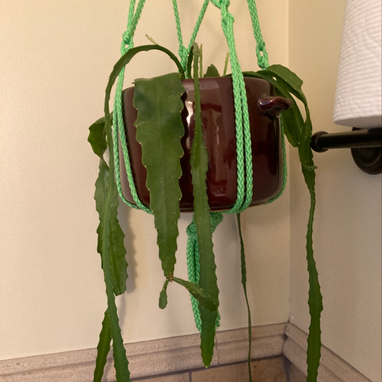 Dutchman's Pipe Cactus in a hanging pot with long green stems.