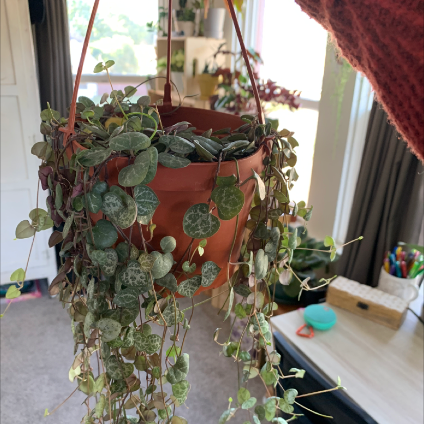 A healthy Chain of Hearts plant with long trailing vines and silver-marked leaves, hanging in a terra cotta pot near a sunny window.