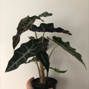 Alocasia Polly Plant plant photo by @aliceinmommyland named Allie on Greg, the plant care app.