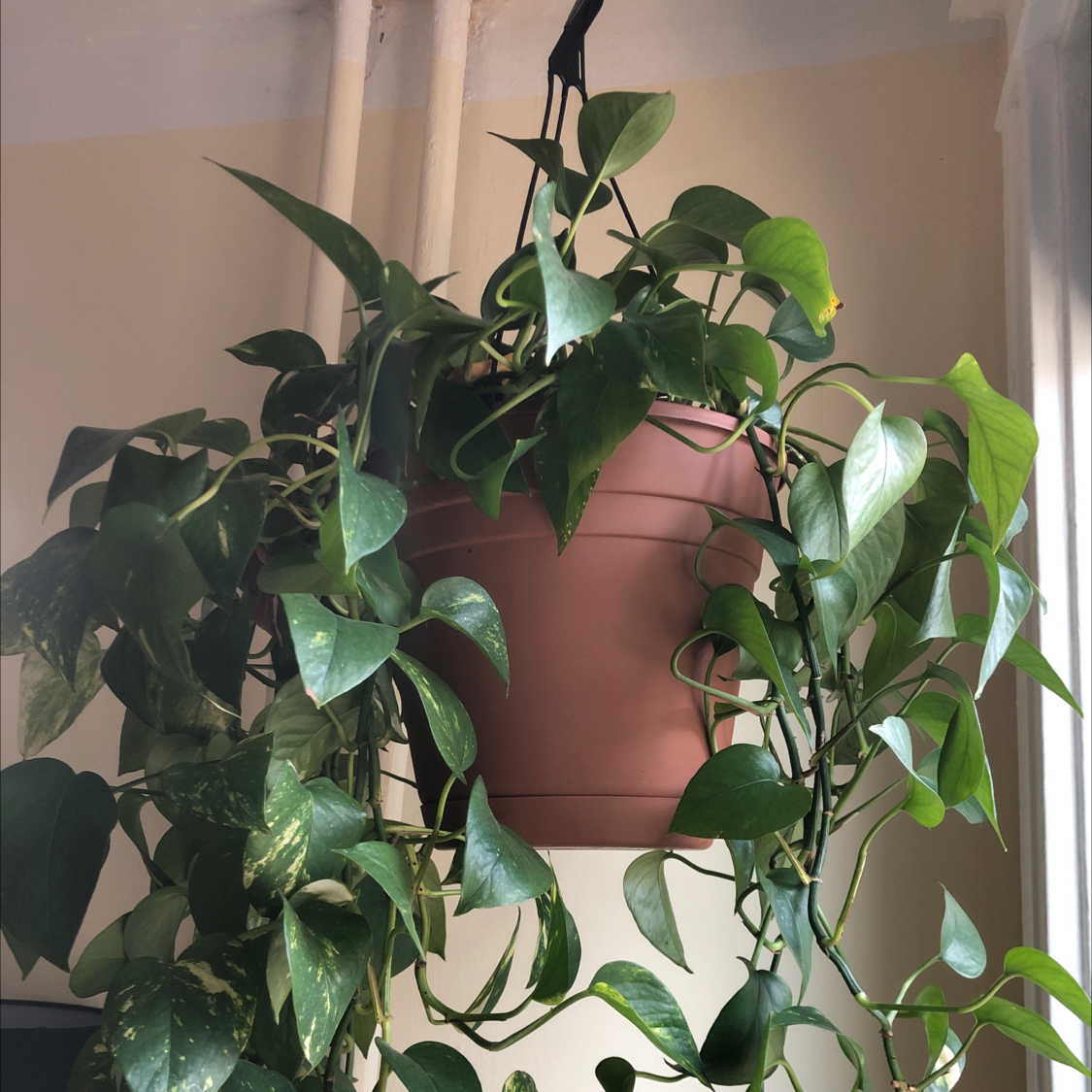 Healthy Jade Pothos plant with lush, variegated leaves in a terracotta pot, well-framed against a neutral background.