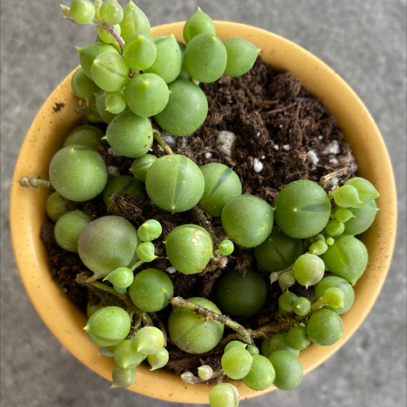 String of Pearls plant in a small pot with visible soil and healthy green leaves.