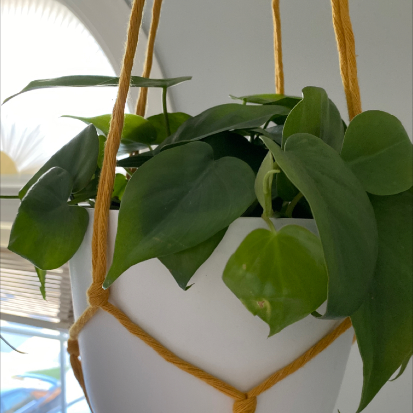 Healthy Heartleaf Philodendron with vibrant green heart-shaped leaves, growing in a white ceramic hanging planter with yellow macrame hangers.