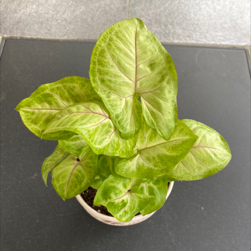 A thriving arrowhead plant with variegated light green leaves in a white pot, photographed against a gray background.