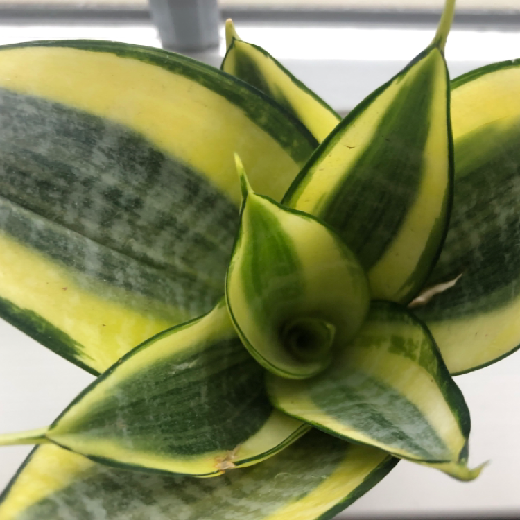 Close-up of a healthy Snake Plant with variegated green and yellow leaves.