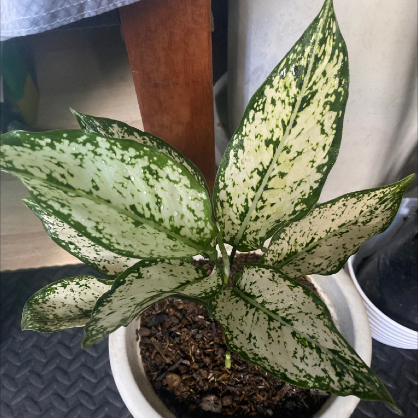 Aglaonema 'Spring Snow' plant with variegated leaves in a pot, well-framed and in focus.