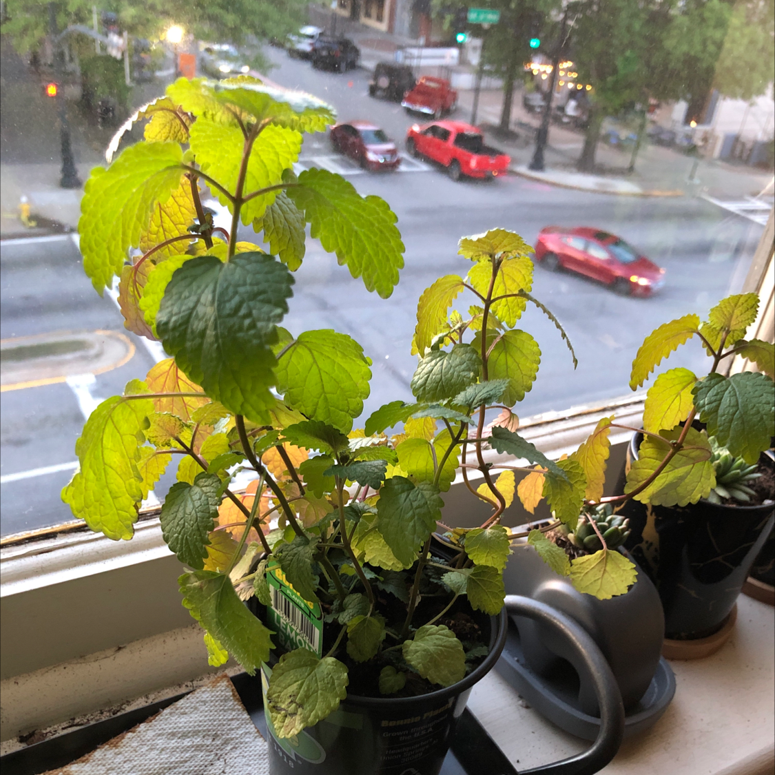 Lemon Balm plant on a windowsill with some yellowing leaves and a street view in the background.