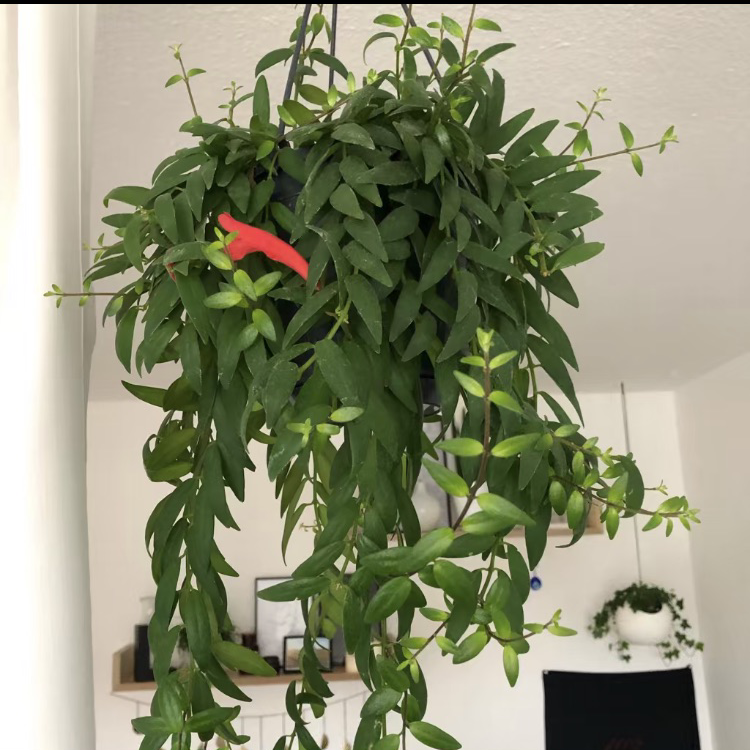 Healthy Lipstick Vine with lush green leaves and visible flowers.