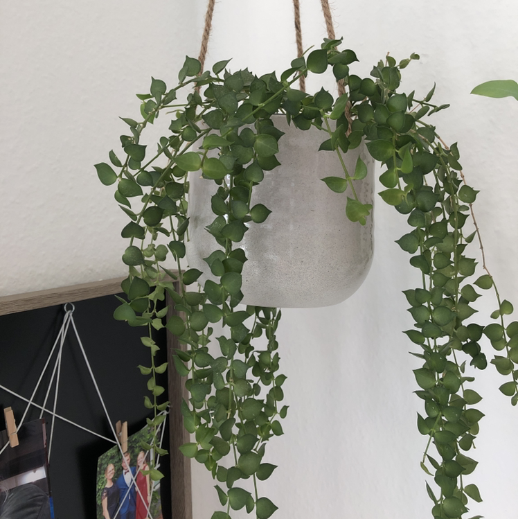 Hanging Million hearts plant with cascading heart-shaped leaves in a pot.