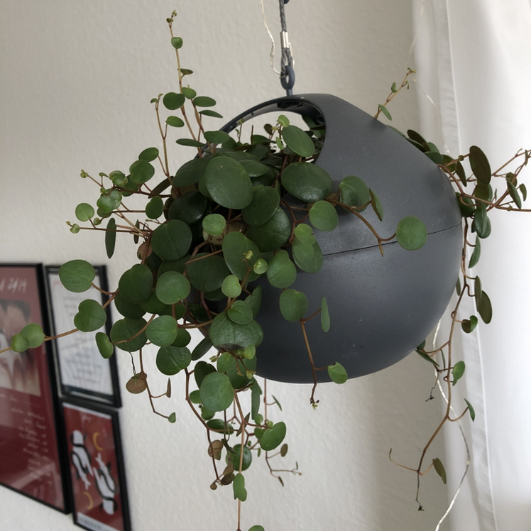 Maidenhair Vine (Muehlenbeckia complexa) in a hanging pot with green leaves, no visible signs of disease.