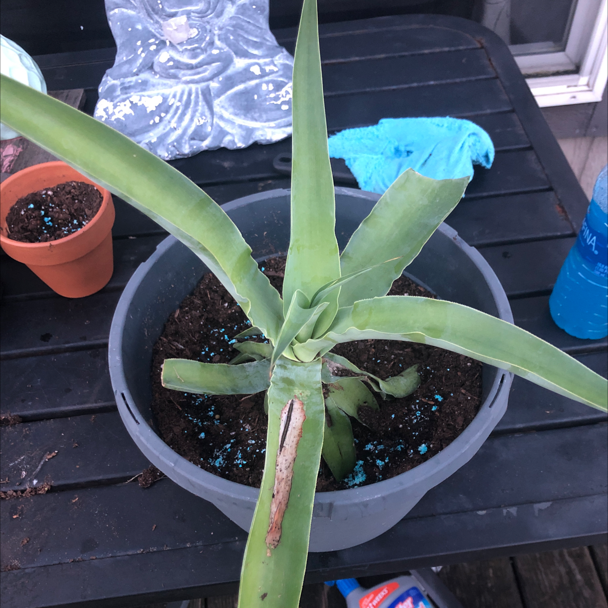 Potted Lion's Tail Agave with browning on one leaf, visible soil.