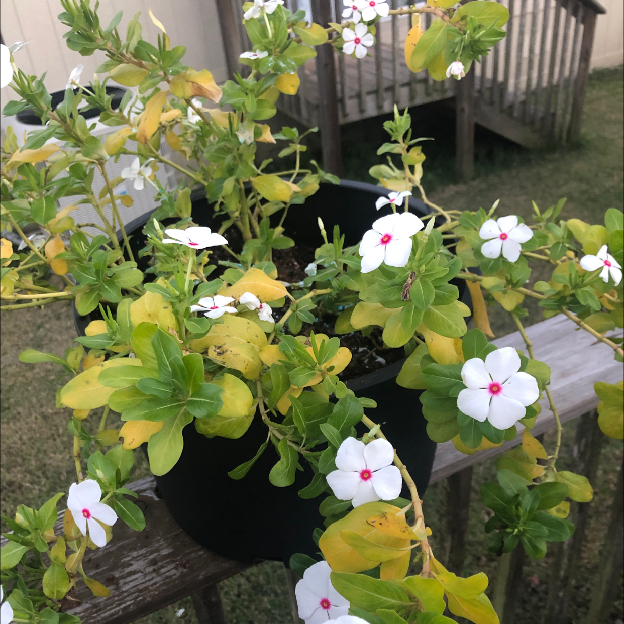 Potted 'Bright Eyes' plant with white flowers and yellowing leaves, indicating potential health issues.