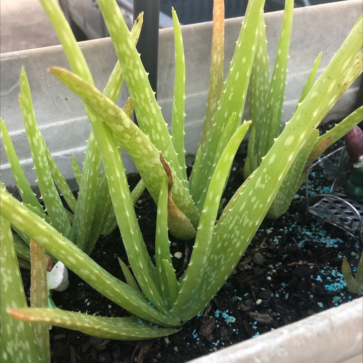 Aloe vera plant photo by @Kellyann91 named Vera on Greg, the plant care app.