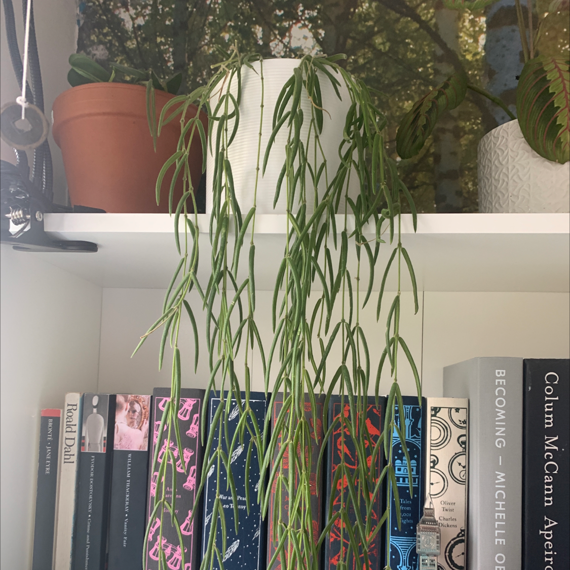 Mistletoe Cactus (Rhipsalis baccifera) on a shelf with books, trailing green stems.