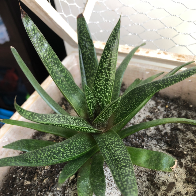 Photo of the plant species Bredasdorp Gasteria by @Gristette named Spike on Greg, the plant care app
