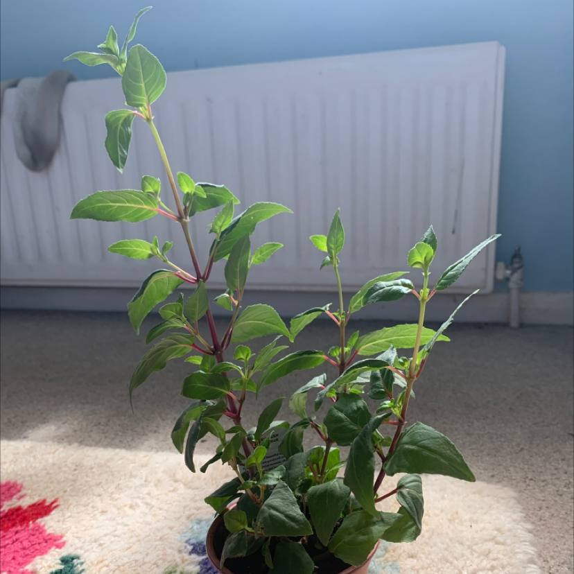 Photo of the plant species Creeping Fuchsia by Shannon named carmel blue on Greg, the plant care app