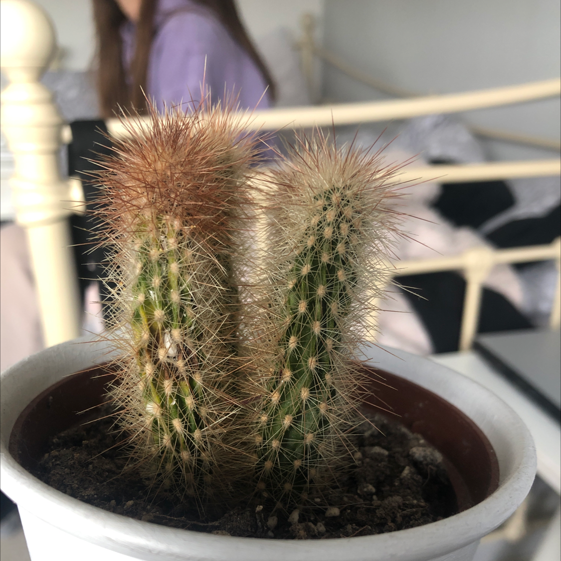 Potted Golden Snakecactus with two stems and visible white spots on the stems.