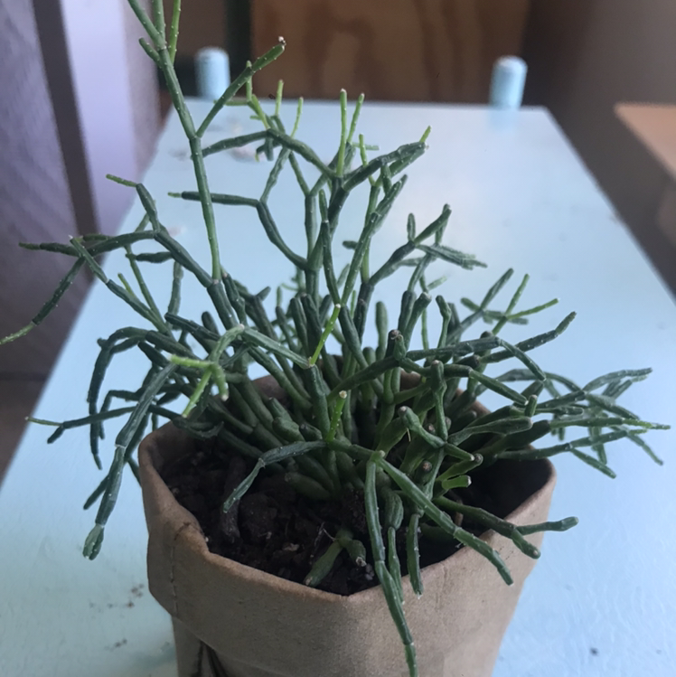 Potted Dancing Bones plant with thin, green, segmented stems on a light-colored surface.
