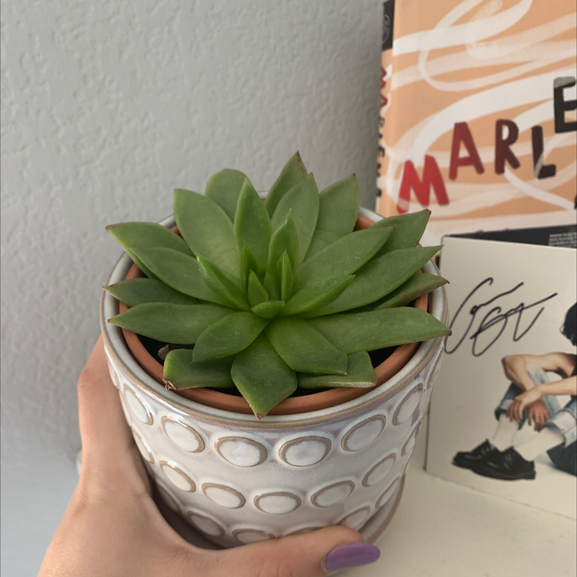 How to Propagate Your Lipstick Echeveria