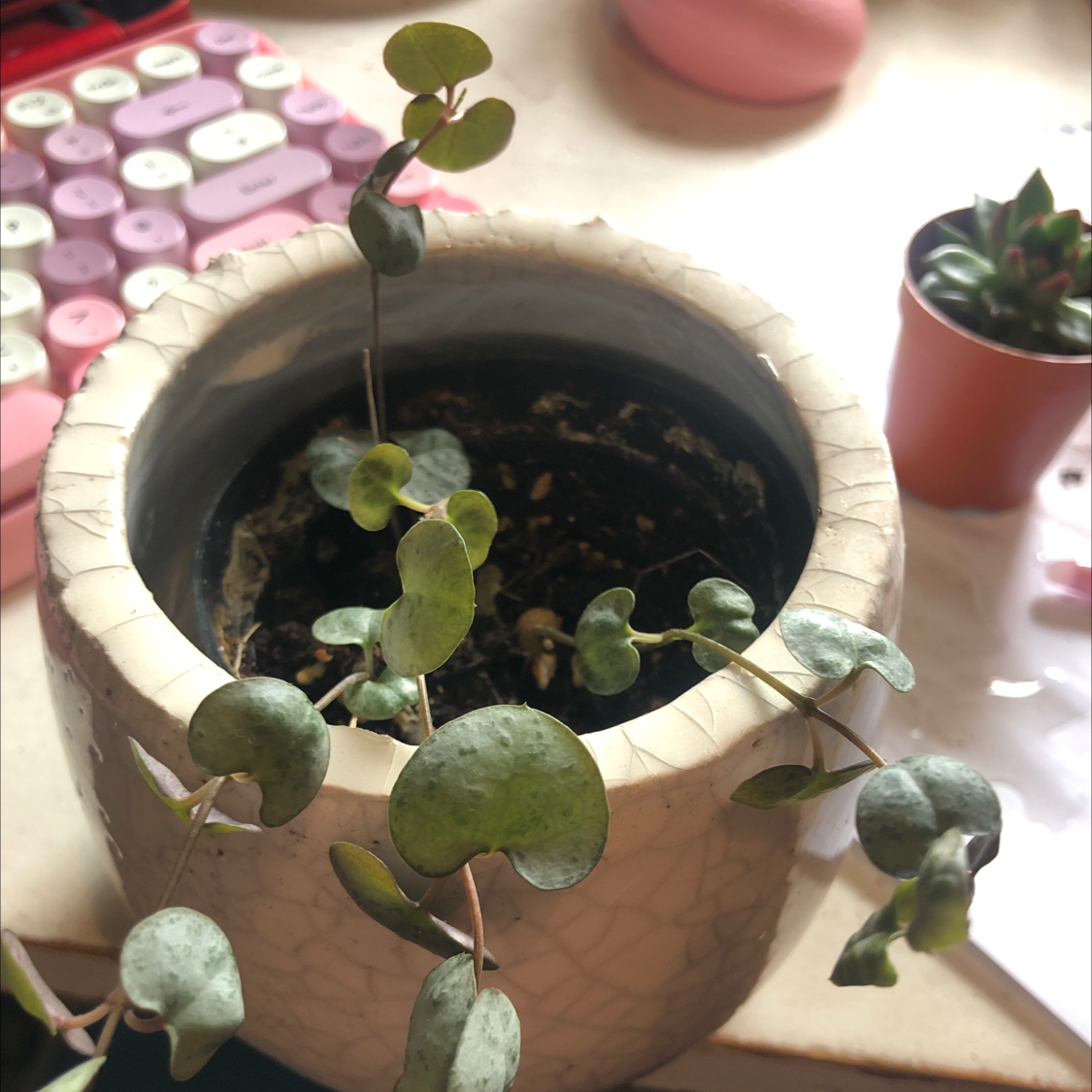 String of Hearts plant photo by @elena.cullen named giovanni on Greg, the plant care app.