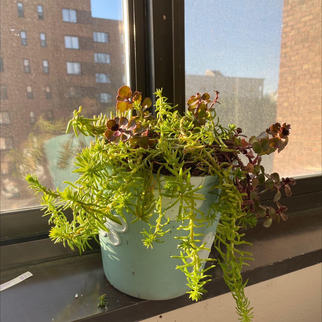 Jenny's Stonecrop plant in a pot on a windowsill with green and reddish leaves.