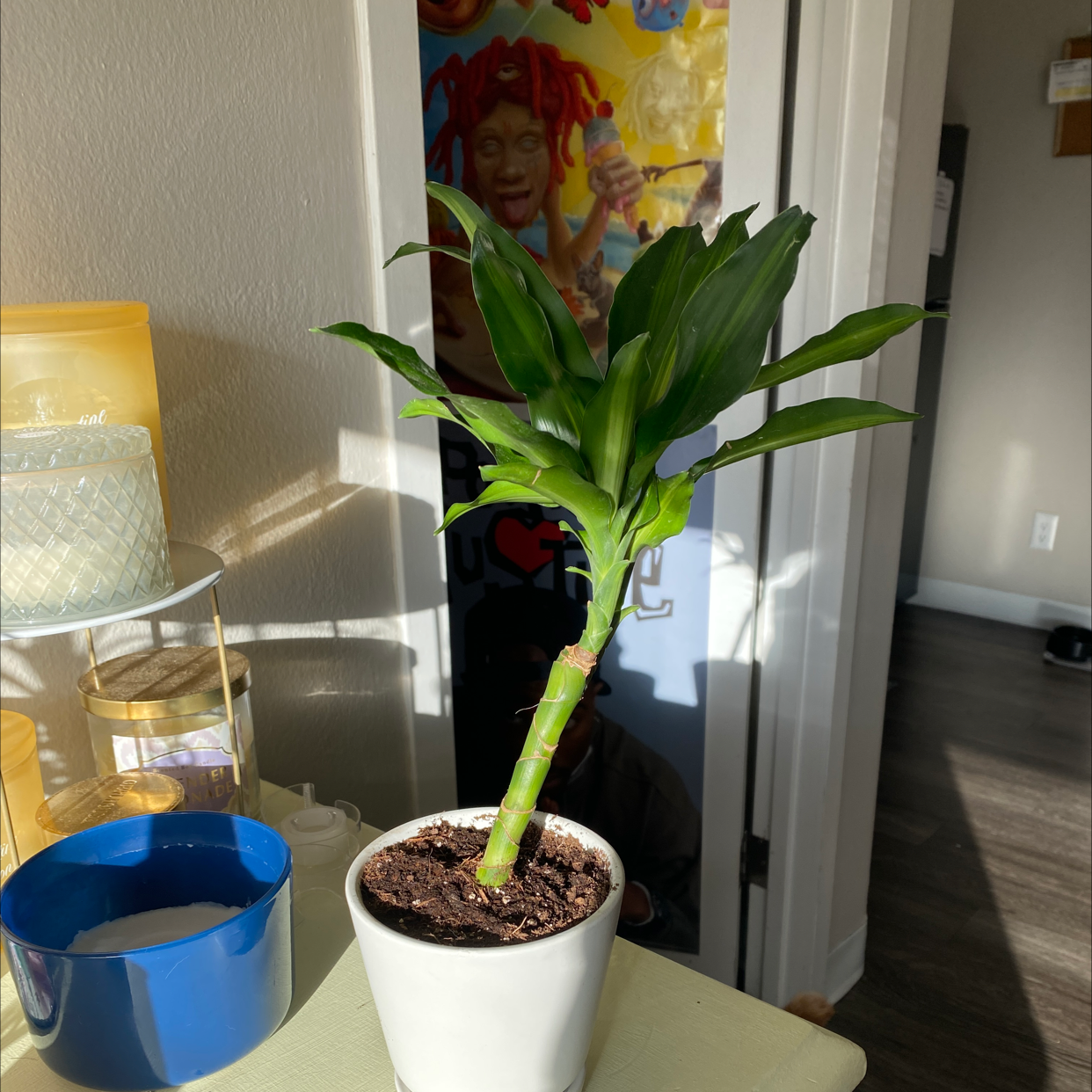 Dracaena Cintho plant in a white pot with visible soil, healthy green leaves.