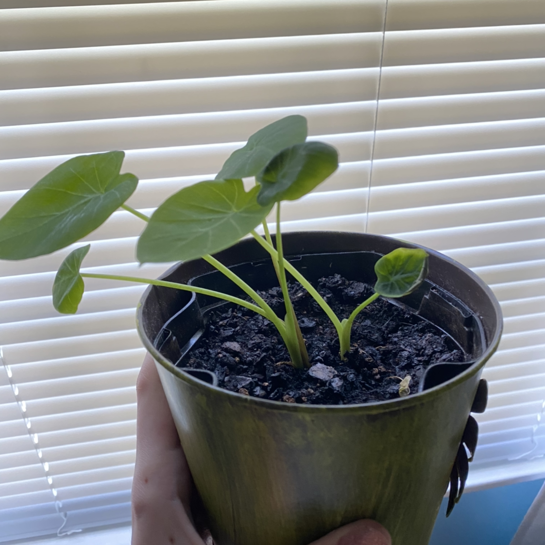 Potted Jewel Alocasia plant with green leaves, held by a hand, in front of a window with blinds.
