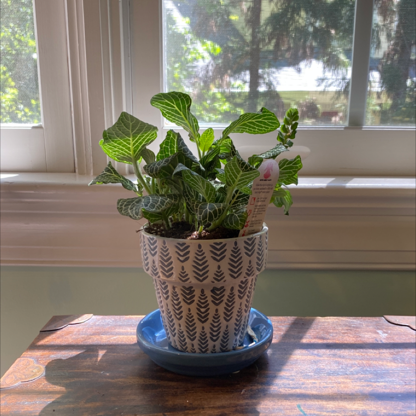 Potted White Anne Nerve Plant on a table near a window, in a decorative pot with a blue saucer.